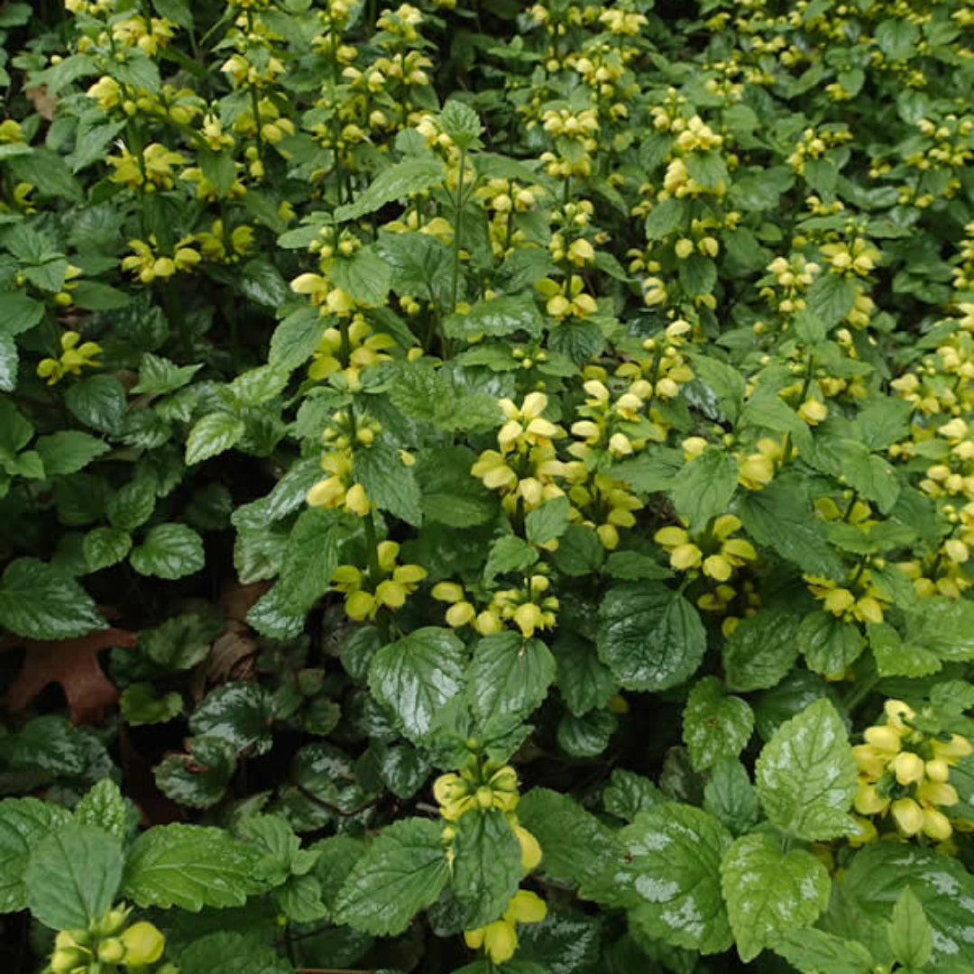 Yellow Archangel hardy shade-loving groundcover