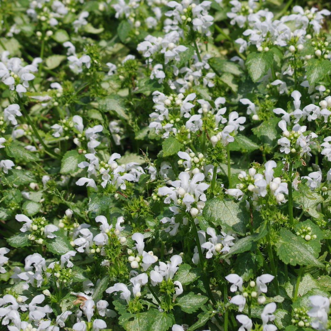 homeandgardensforless.com