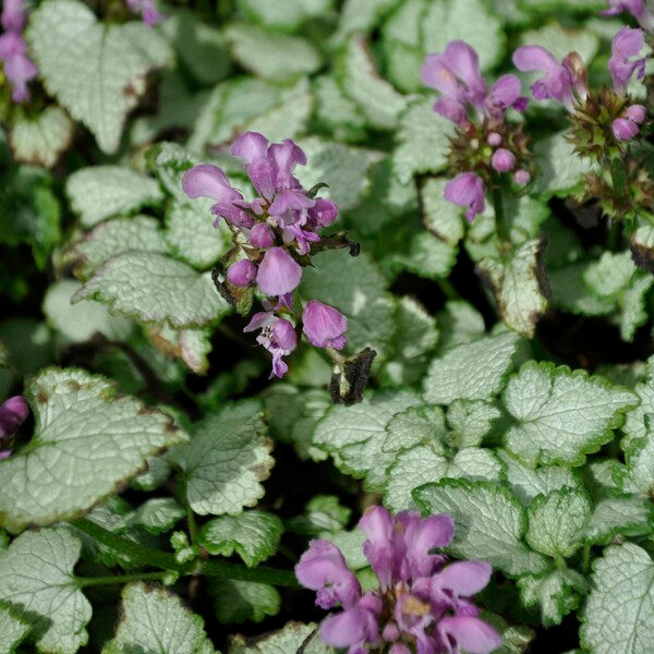 homeandgardensforless.com