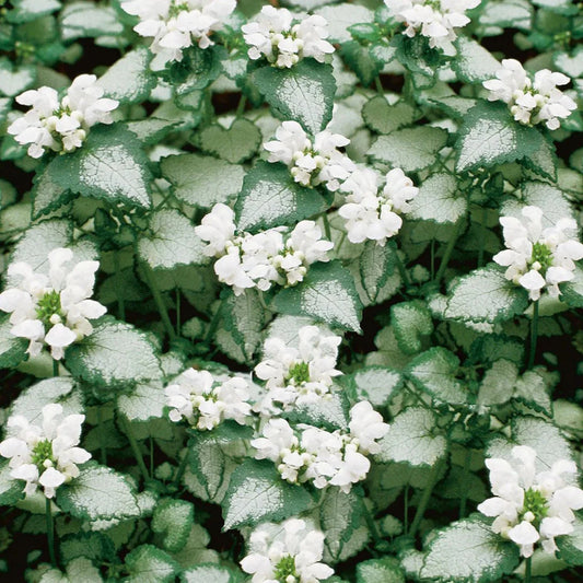 Lamium maculatum 'White Nancy' – evergreen