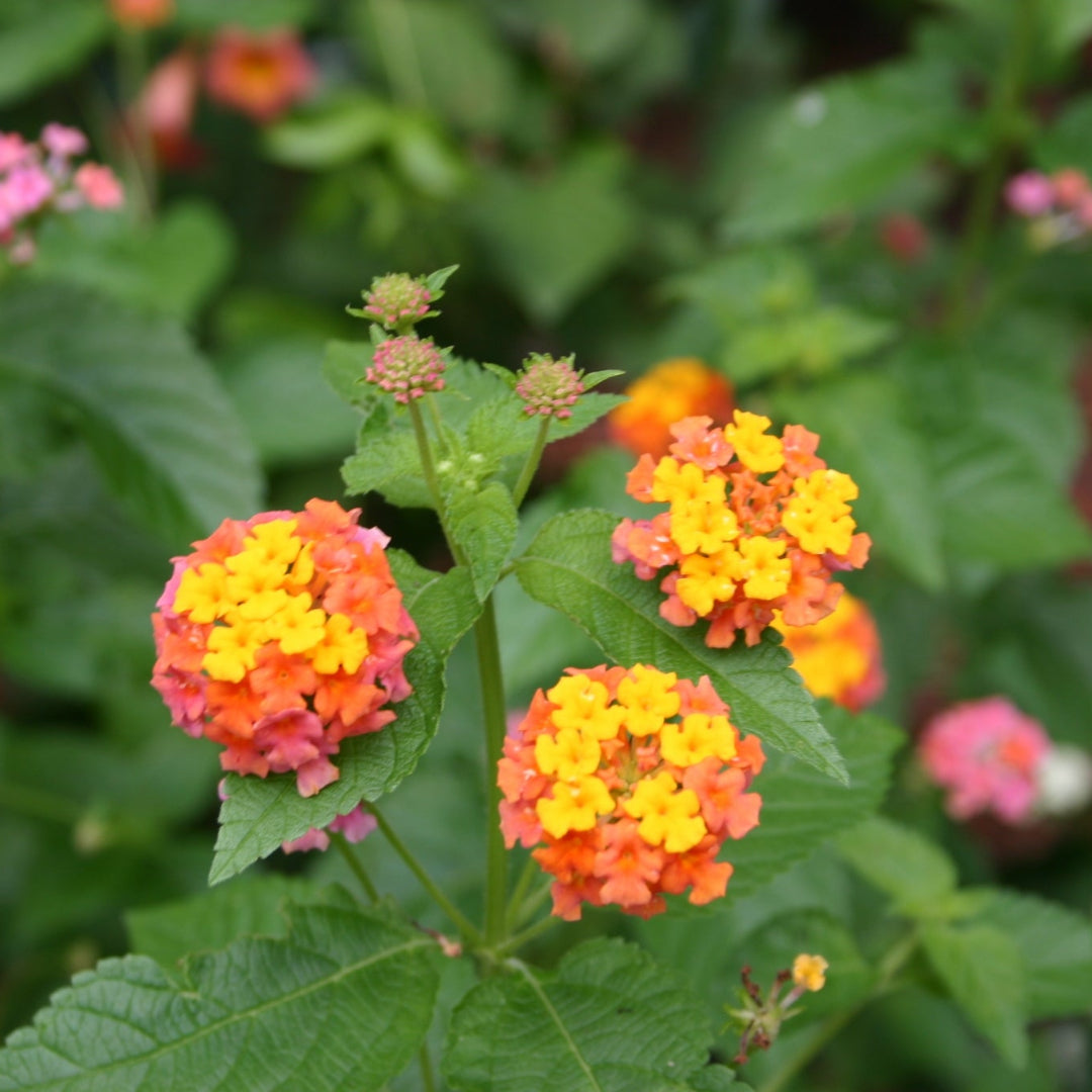Lantana camara 'Miss Huff' - [EG]