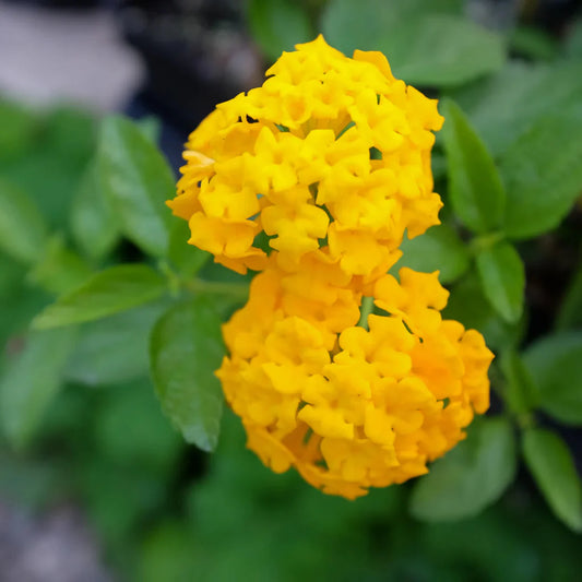 Compact New Gold Lantana flowering shrub