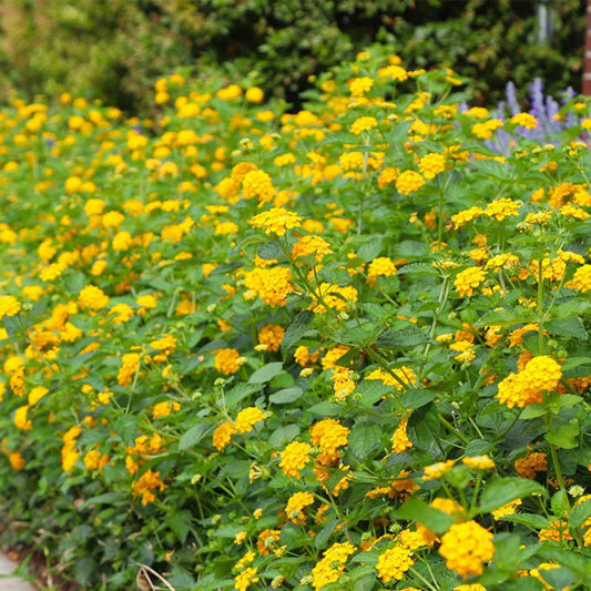 Lantana New Gold flowering perennial plant