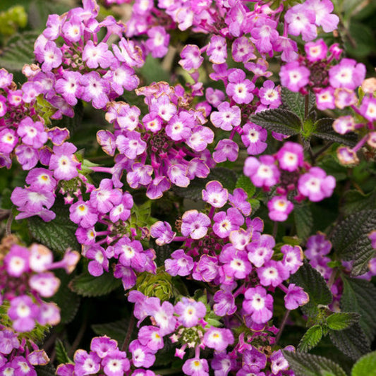 Lantana 'Luscious Grape'