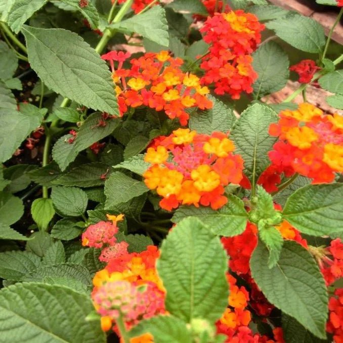 Lantana Camara 'Dallas Red' Golden Yellow & Red Flowers Spring To Frost – flowering plant