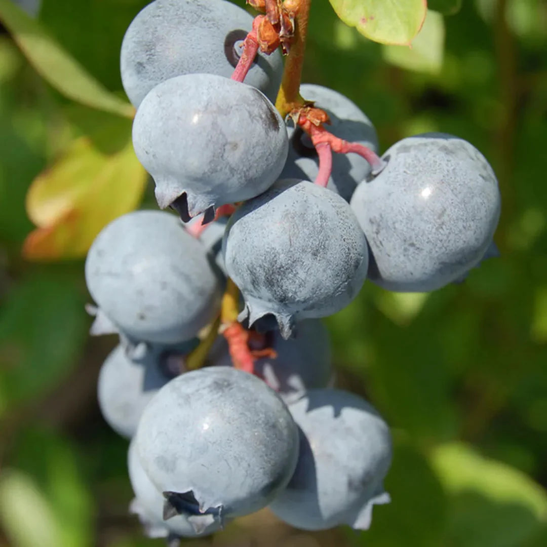 Blue Suede Blueberry plant close-up with ripening berries