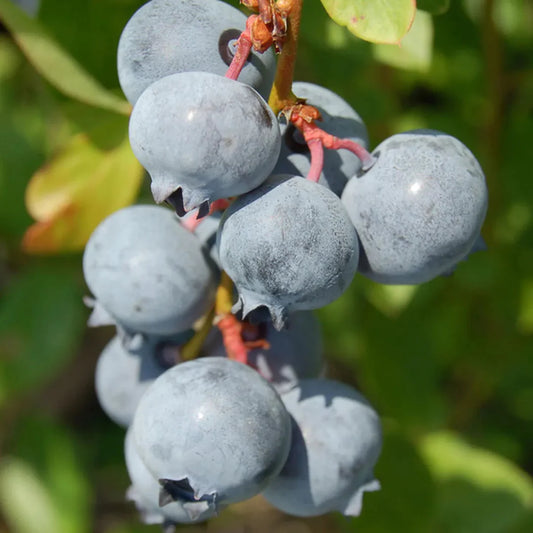 Blue Suede Blueberry plant close-up with ripening berries