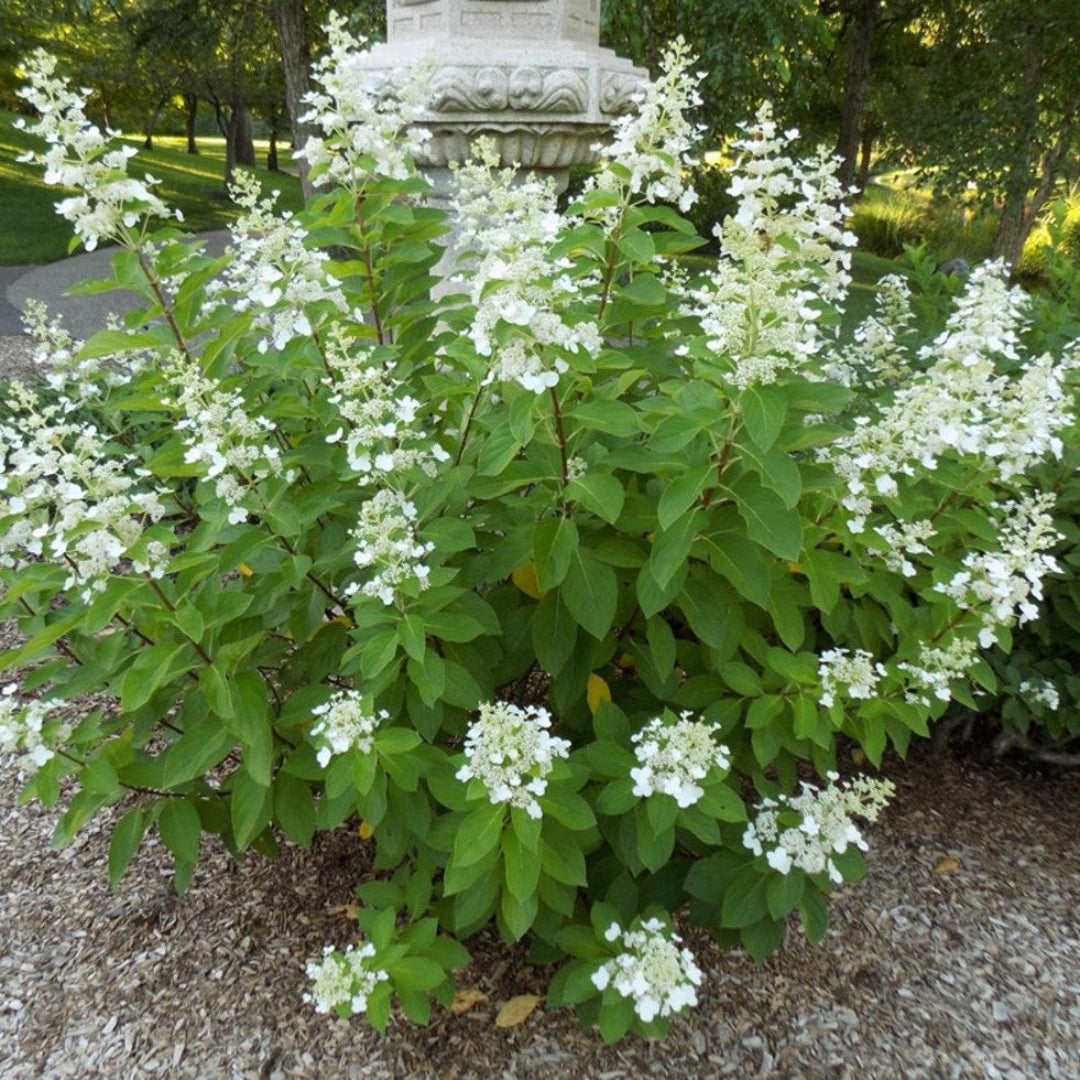 Tardiva Hydrangea for Sale Late Summer Flowering Shrub for Gardens