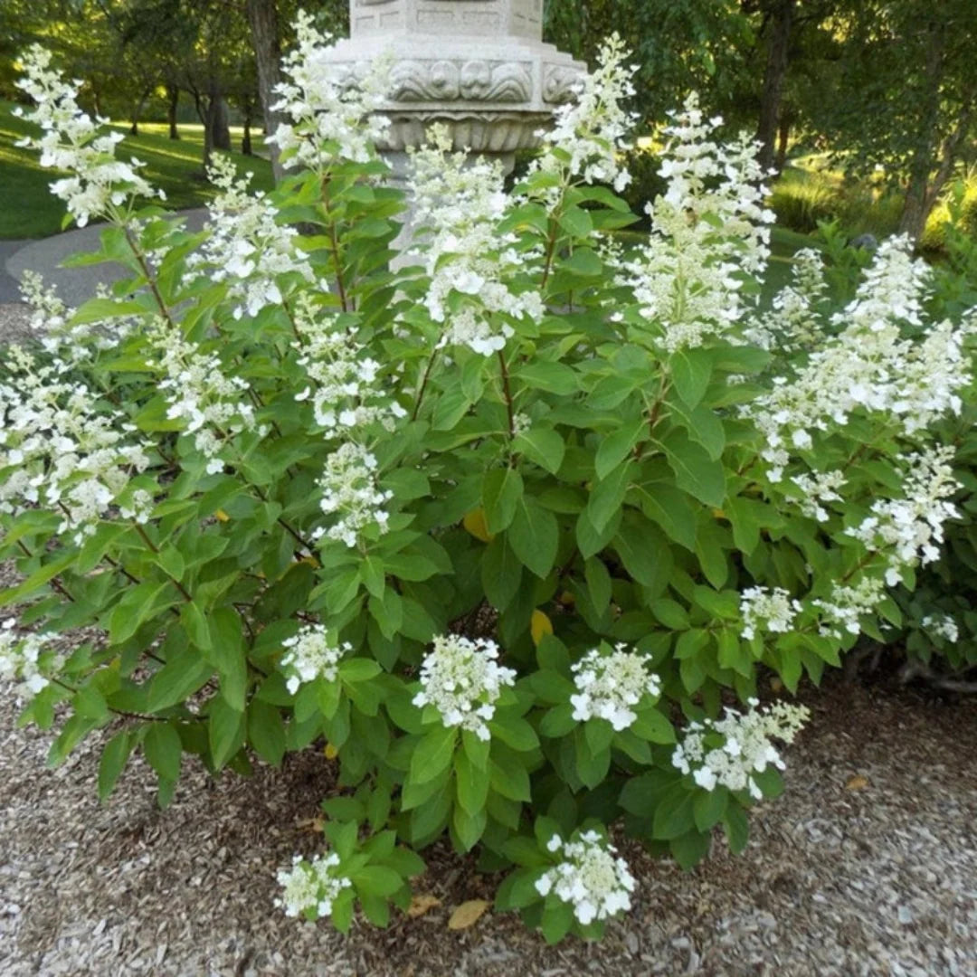 Tardiva Hydrangea Bush Displaying Full White Blossoms