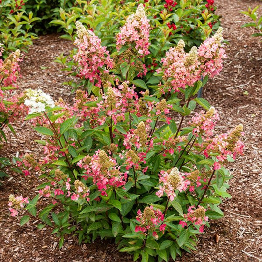 Hydrangea Lava Lamp Flare plant showing vivid red-pink cone-shaped blooms in summer garden