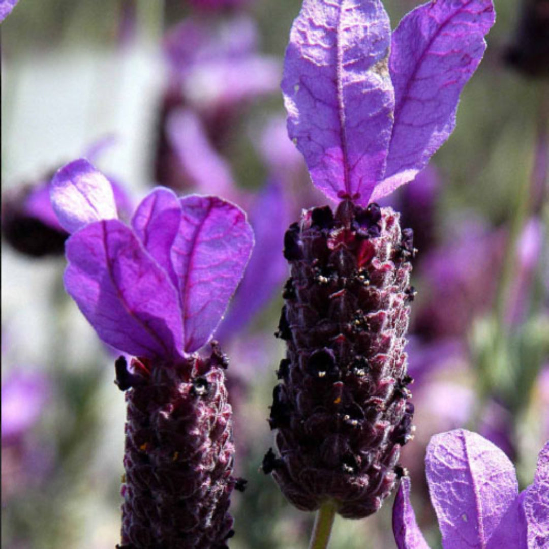 Lavandula 'La Diva Big Night' Lavender
