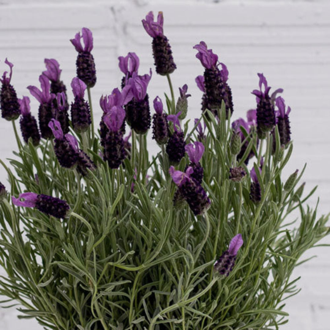 Lavandula 'La Diva Big Night' Lavender