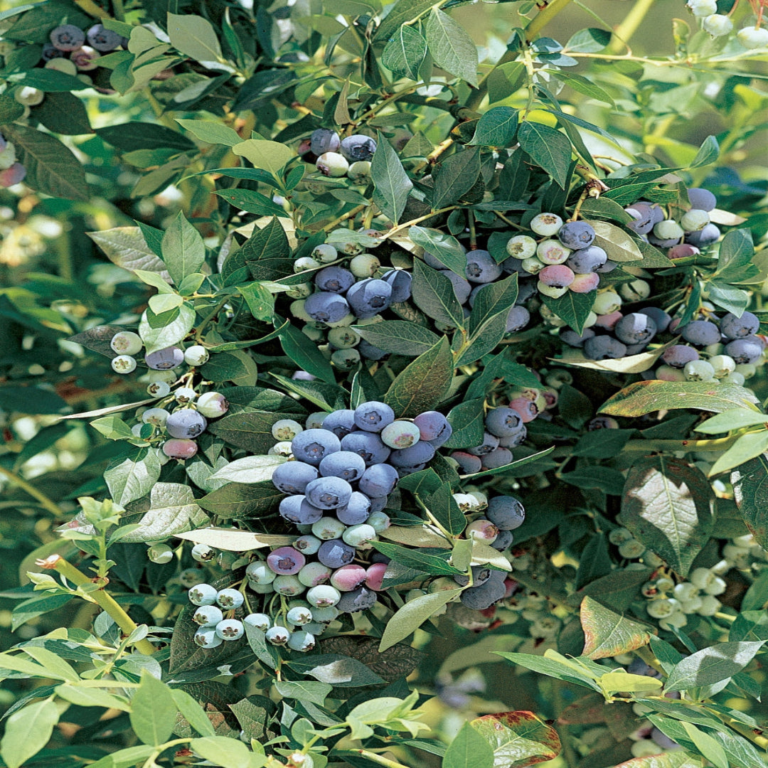 Full Legacy Blueberry bush displaying vigorous growth and fruit