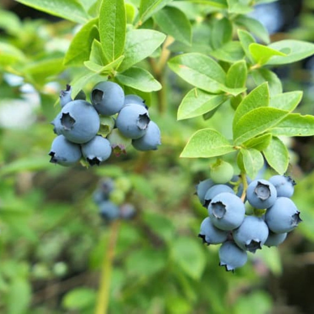 Legacy Blueberry plant showing heavy clusters of ripe berries