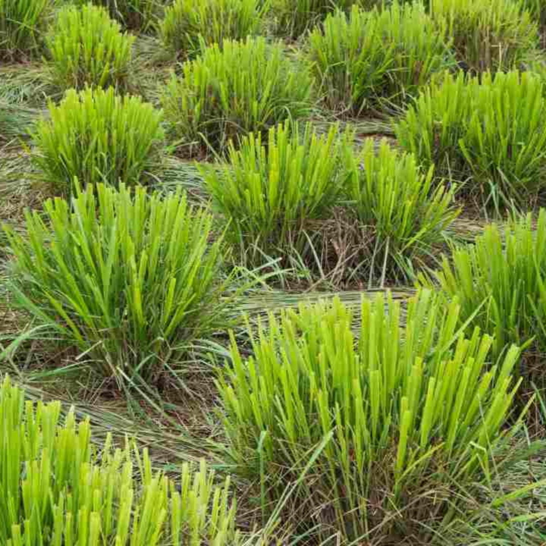 Lemongrass