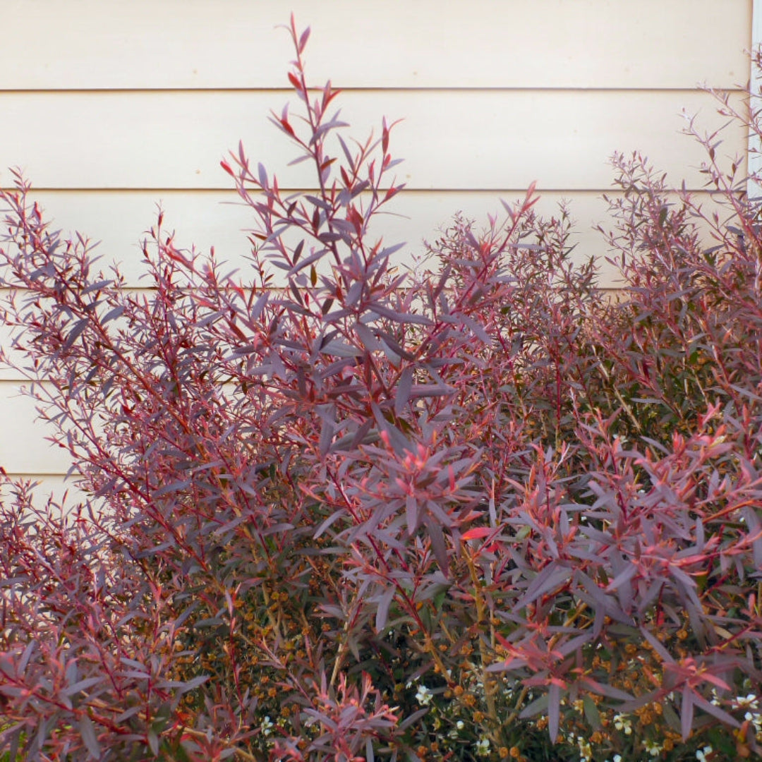 Redshank Tree Tea Buy Red Leaf Tea Plant / Shrub Plants & Trees Online | Pixies Gardens
