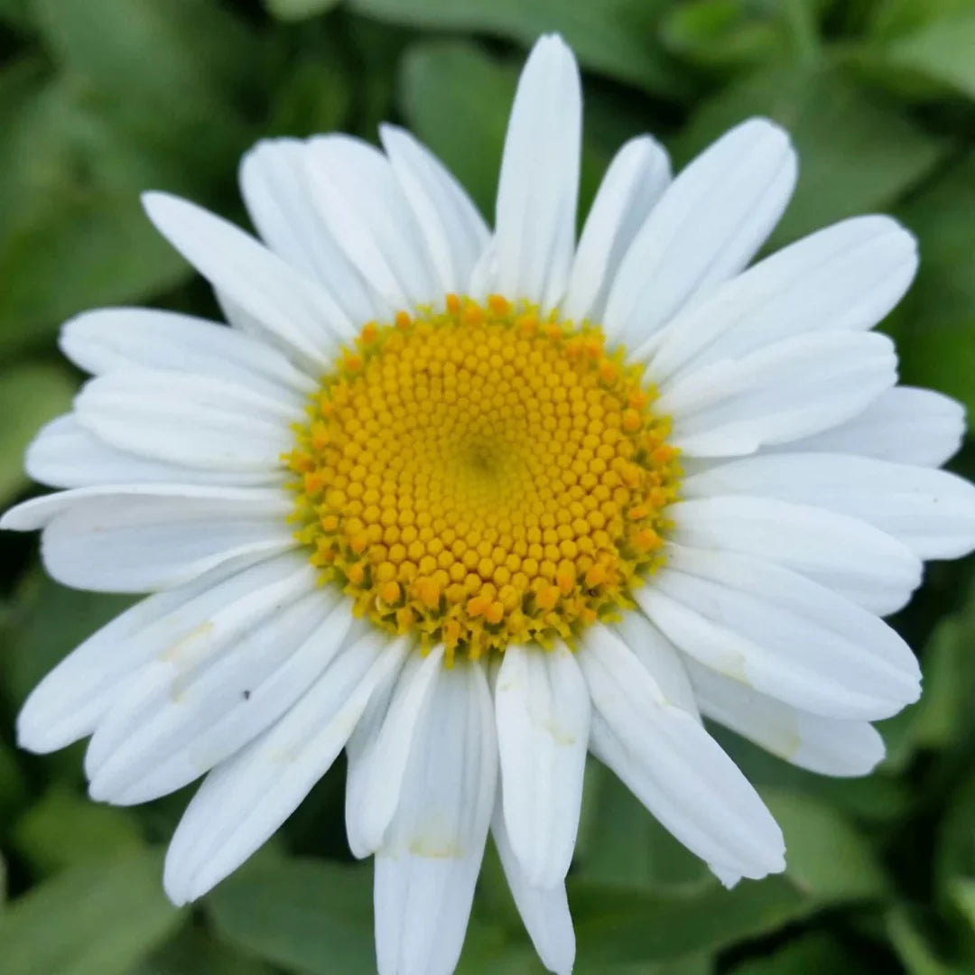 Leucanthemum x superbum 'Becky' Shasta Daisy – evergreen