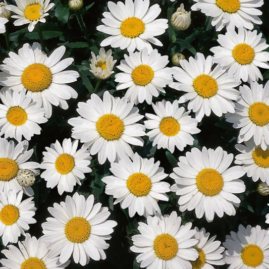 Leucanthemum x superbum 'Snow Cap' Shasta Daisy – evergreen
