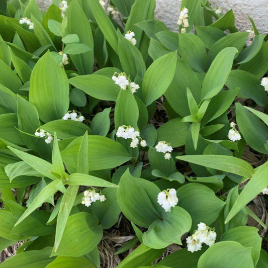 Convallaria majalis perennial flowering plant
