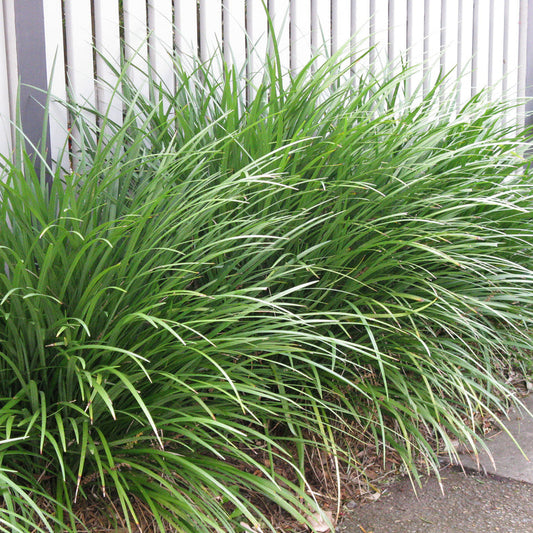 Liriope Muscari Evergreen Giant