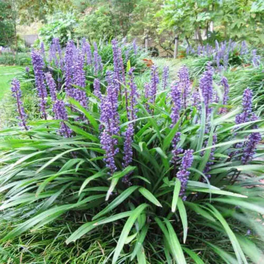 Liriope Muscari leaves and flowers close-up