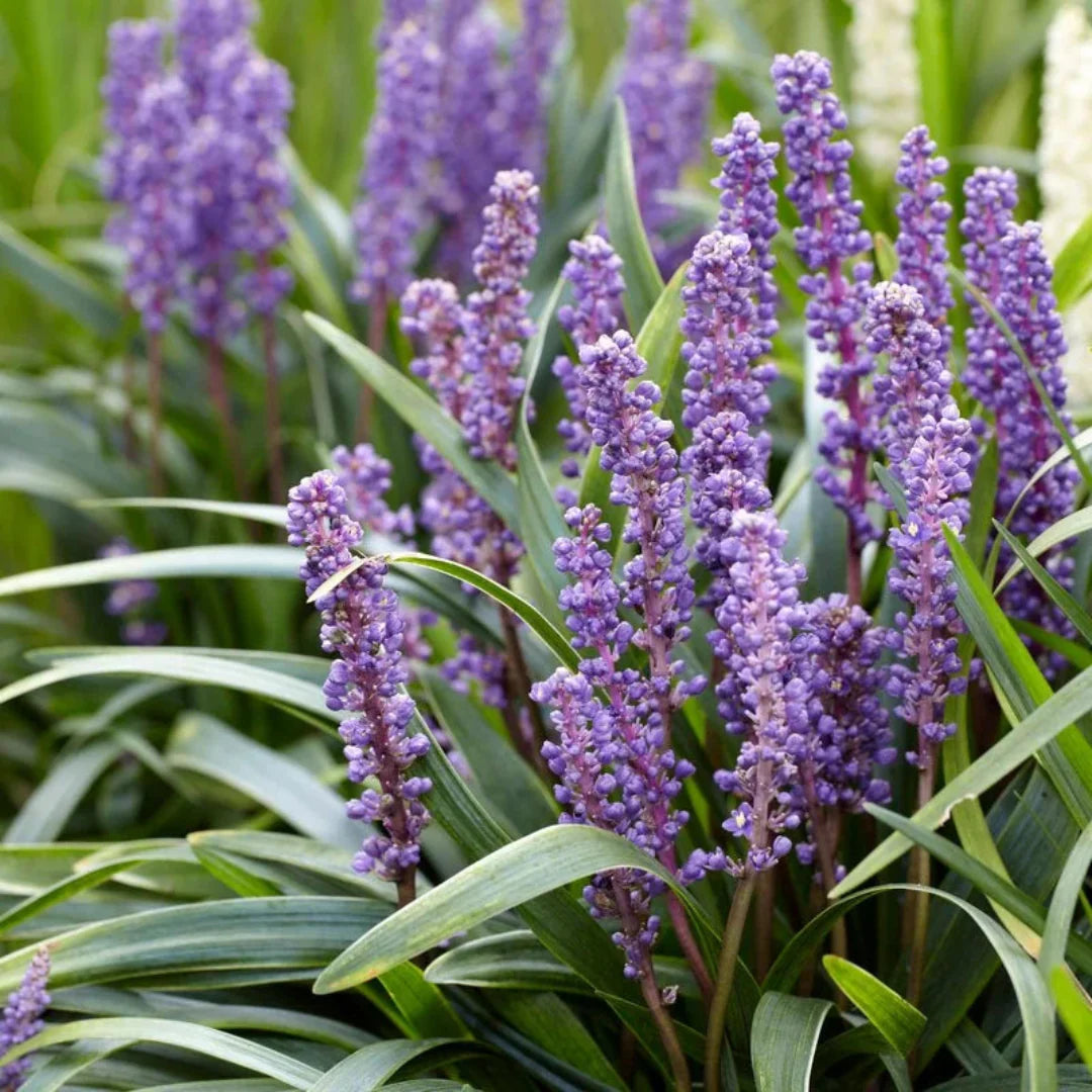 Big Blue Liriope grass-like perennial foliage