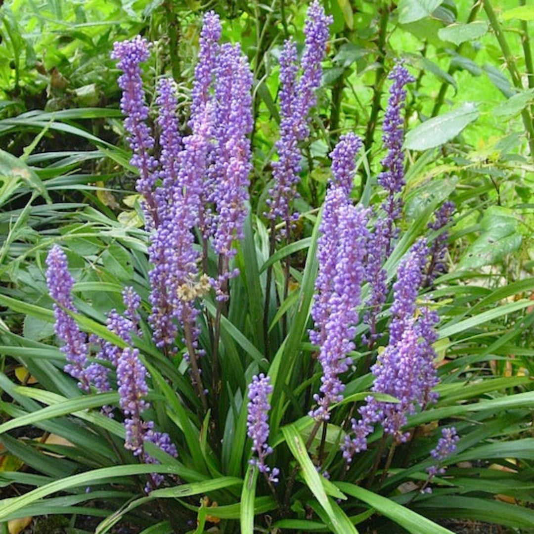 Liriope muscari Big Blue flowering perennial plant