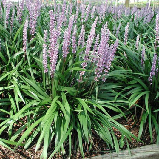 Liriope muscari Classic Blue Ingwersen Lilyturf