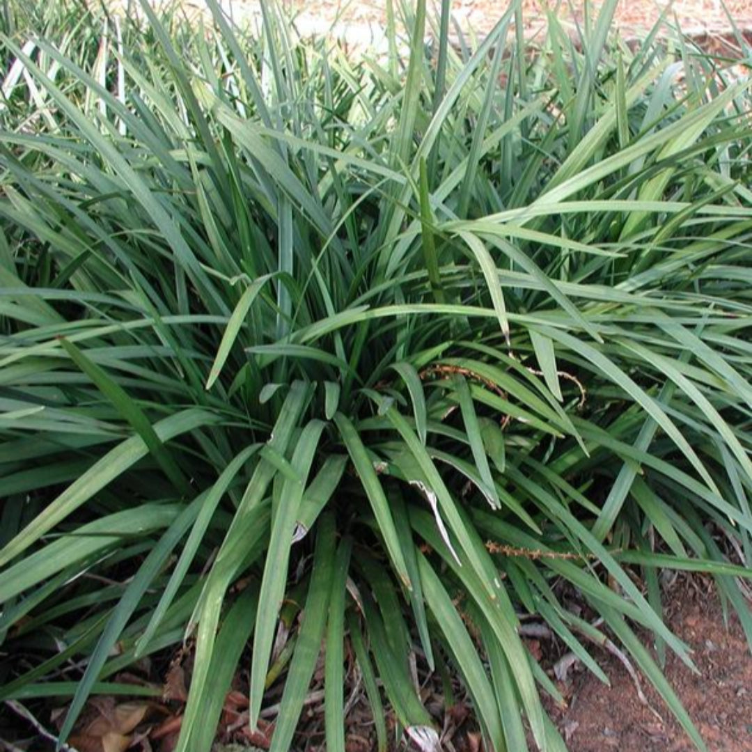 Liriope Muscari 'Emerald Goddess' Lily Turf