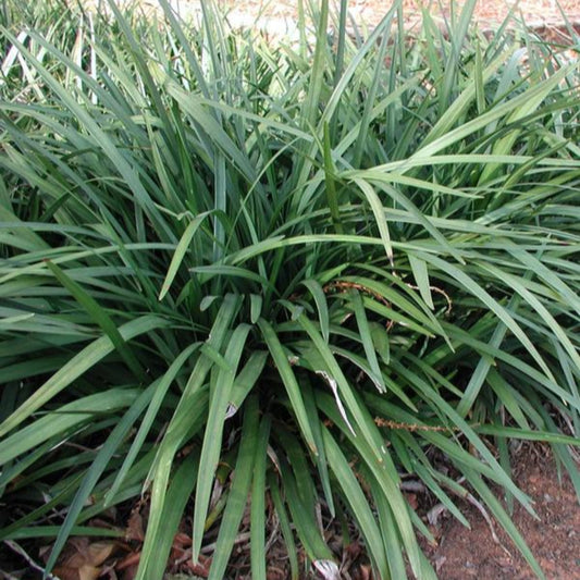 Liriope muscari Emerald Goddess Lilyturf plant