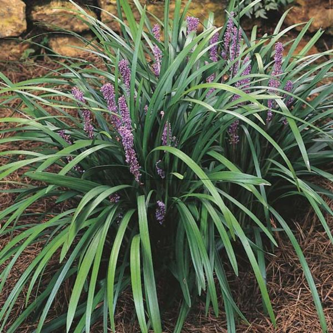 Liriope Muscari 'Majestic' Lily