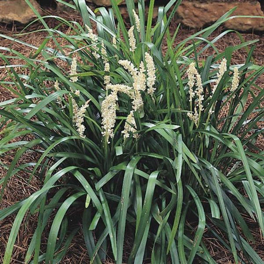 Monroes White Liriope plant with white flower spikes