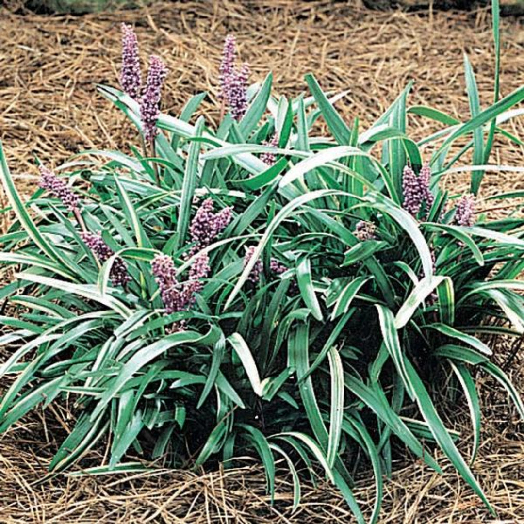 Liriope Muscari 'Silver Midget' Lily Turf