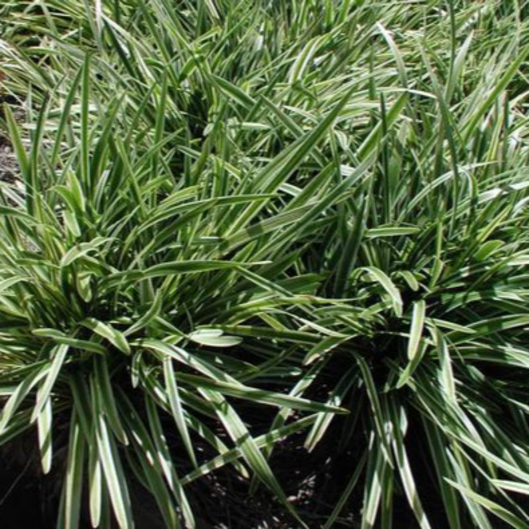Compact variegated Lily Turf close-up