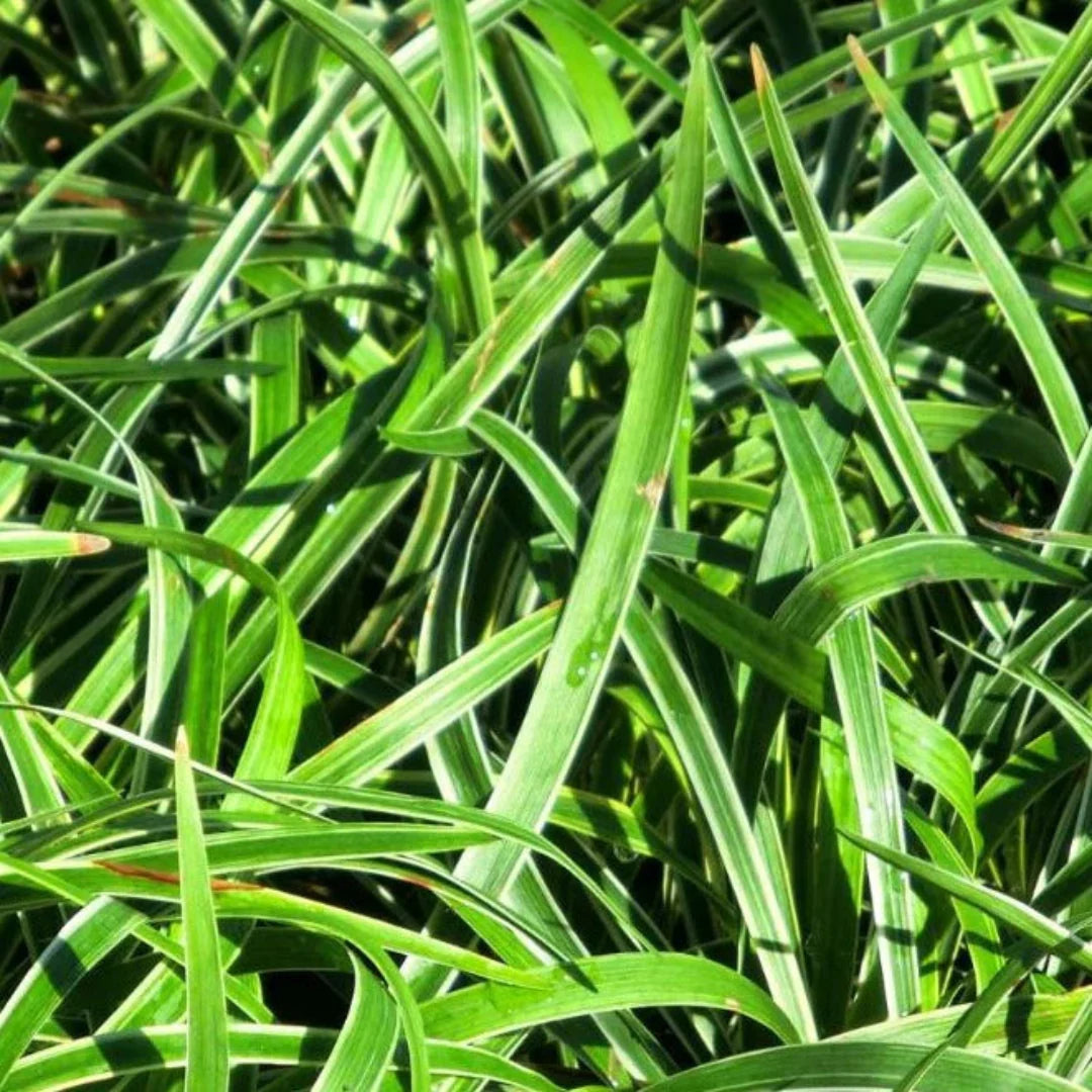 homeandgardensforless.com