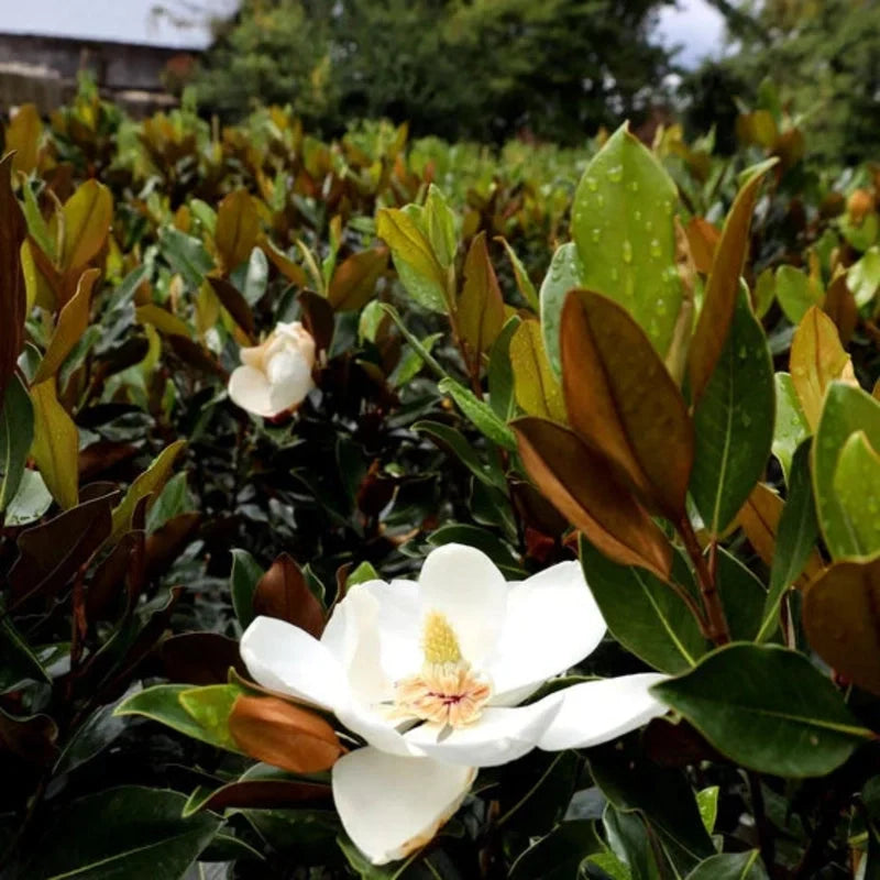 Evergreen Little Gem Magnolia blooming white flower