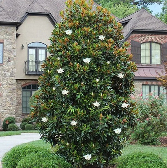 Southern Magnolia Little Gem with dense foliage