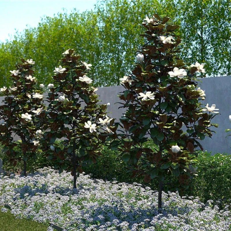 Dwarf Southern Magnolia Little Gem in landscape