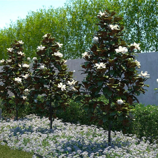 Dwarf Southern Magnolia Little Gem in landscape