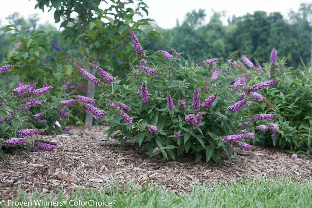 Buddleia Lo & Behold Blue Chip Butterfly Bush Online on Sale from HnG Nursery for trees & plants