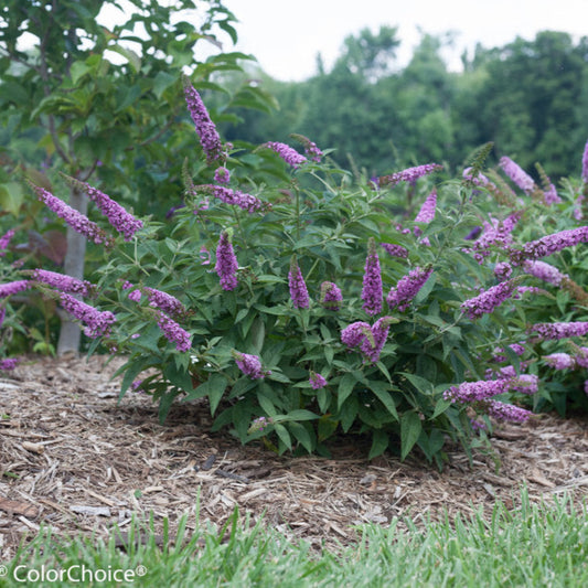Buddleia Lo & Behold Tm Blue Chip Butterfly Bush – shrub