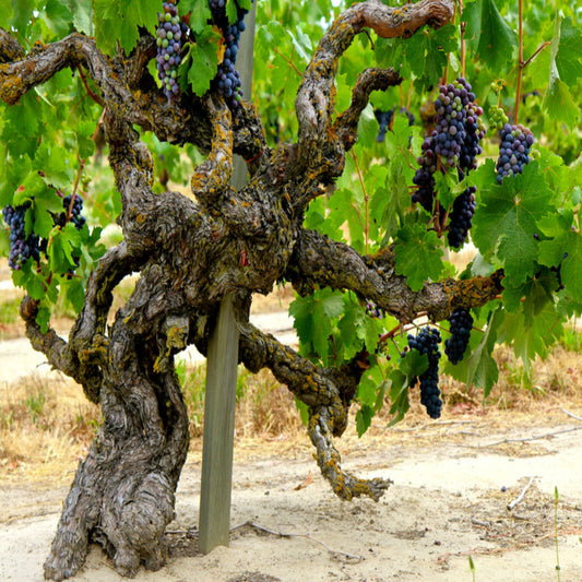 Old-vine Zinfandel grapes growing in a vineyard with mature, rustic trunks