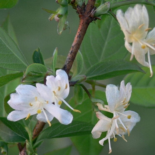 Fragrant Winter Honeysuckle – flowering shrub