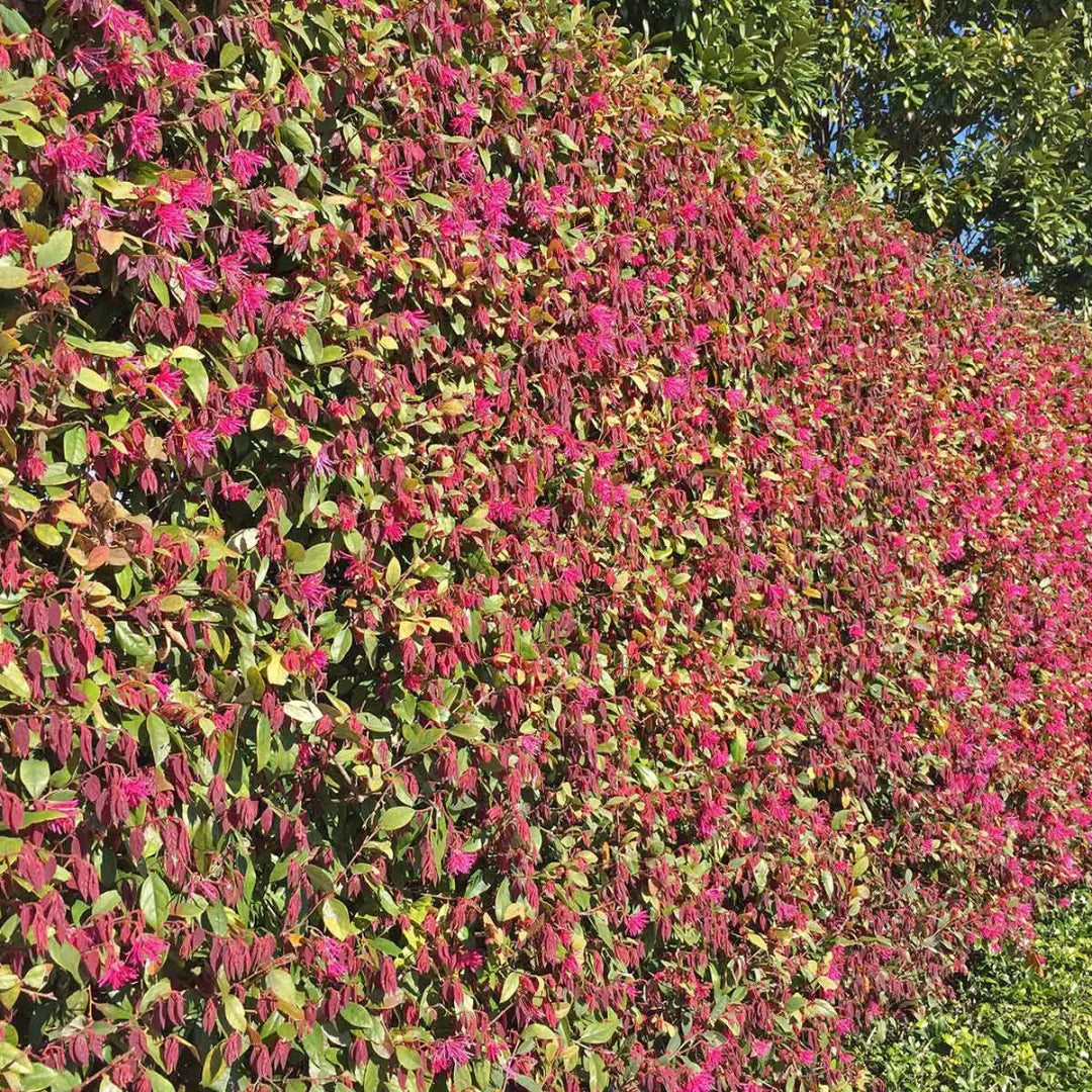 Hedge with pink flowers and green leaves against a blue sky