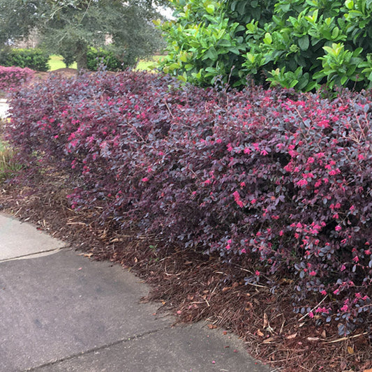 Sparkling Sangria Loropetalum