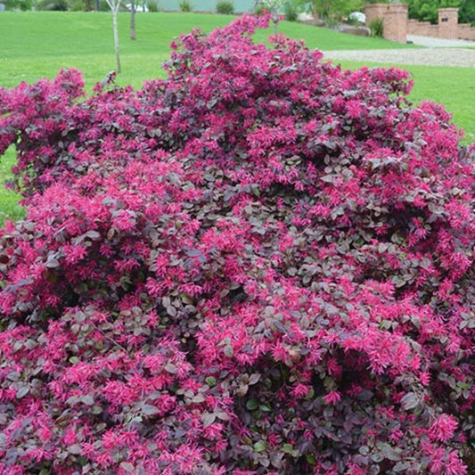 Pink flowering Plum Delight Loropetalum landscape plant for garden border