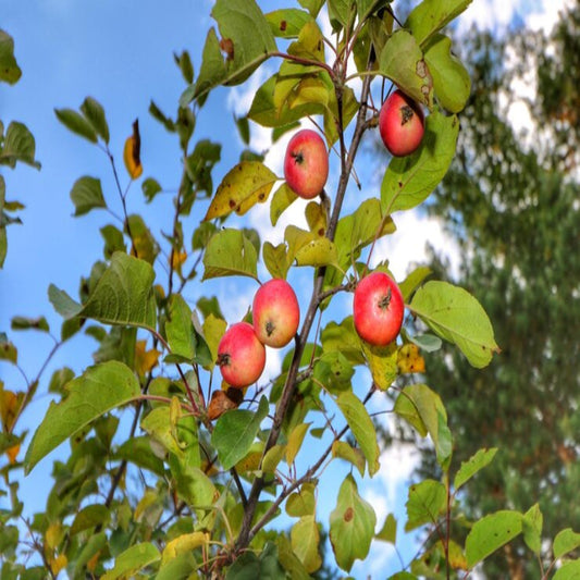 Honeycrisp apple tree loaded with fresh apples growing on branches