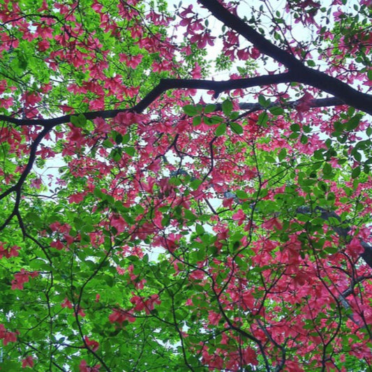 Sky view of Rubra Pink Flowering Dogwood Tree