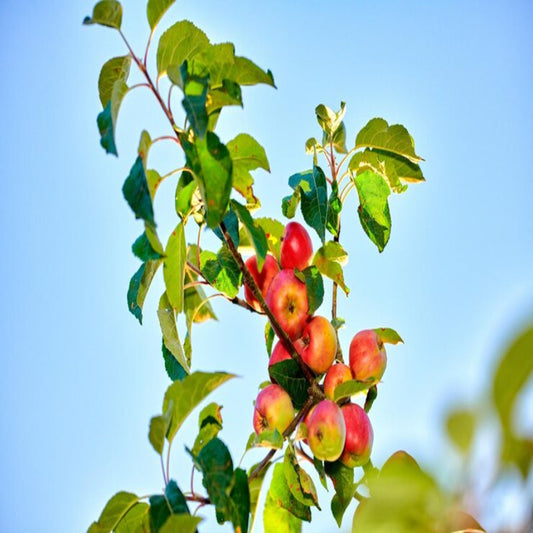 Mature Honeycrisp apple tree viewed from below against a clear blue sky