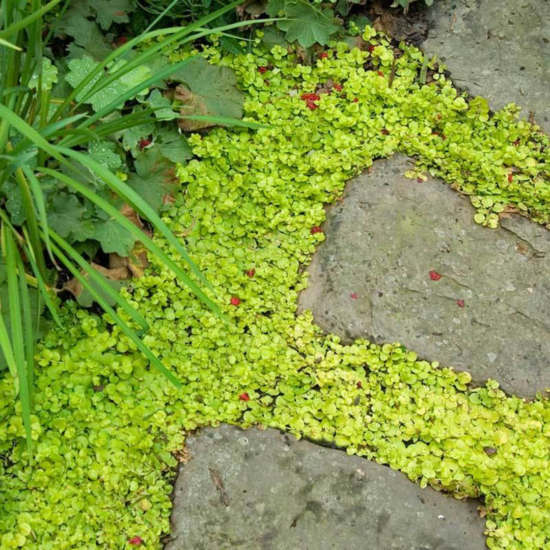Perfect for pond edges and moist areas.
